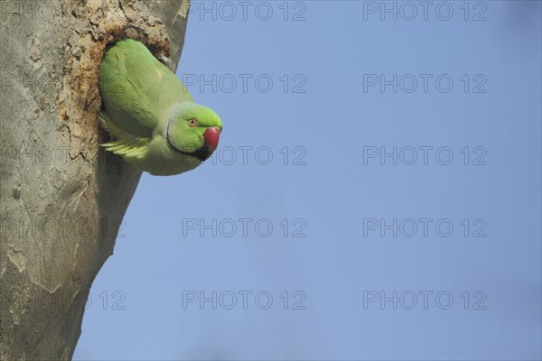 Rose-ringed Parakeet (Psittacula krameri) in breeding hole on tree trunk, male, parakeet, parrot,