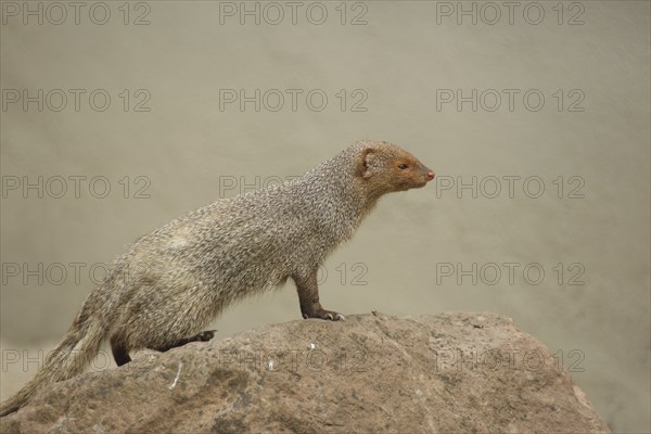 Indian gray mongoose (Herpestes edwardsii) on a rock, captive