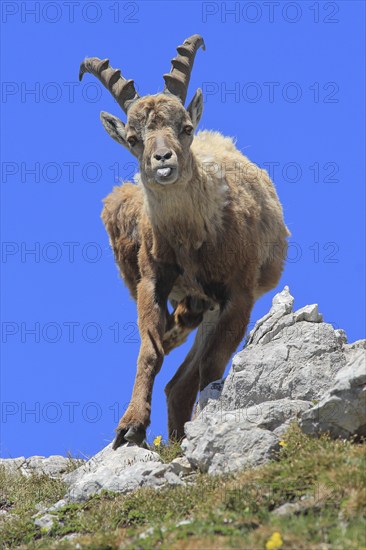 Alpine ibex (Capra ibex), female, looking head-on into the camera, sticking out her tongue, cheeky,