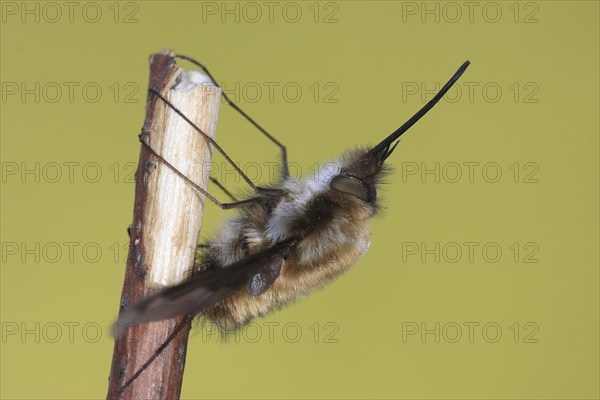 Large bee fly (Bombylius major), resting upside down on branch, with long proboscis, funny,