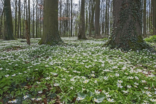 Forest floor covered with wood anemone (Anemone nemorosa), Ahaus, Münsterland, North