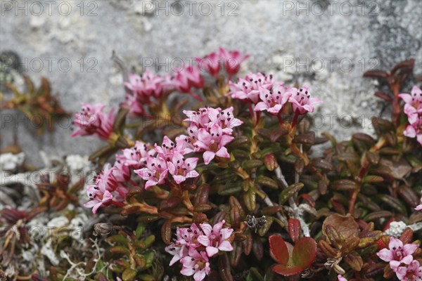 Alpine azalea (Loiseleuria procumbens) flowering plants in the tundra, Lapland, Northern Norway,