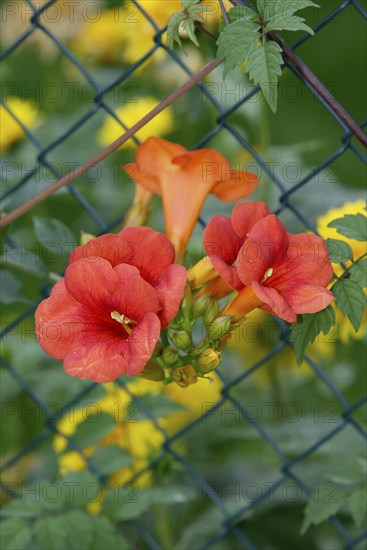 Trumpet Creeper blossoms at fence (Campsis x tagliabuana), trumpet flower, blossoms at fence,