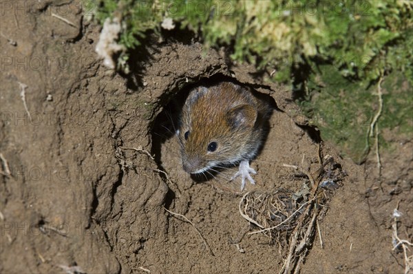 Sylvaemus sylvaticus, Wood mouse (Apodemus sylvaticus), wood mice, Mice, Mouse, Rodents, Mammals,