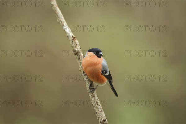 Male eurasian bullfinch (Pyrrhula pyrrhula) in Bad Schönborn, Baden-Württemberg, Germany, Europe
