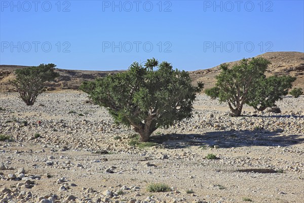 Wadi Dawqah, Incense Tree Cultures, UNESCO World Heritage Site, frankincense (Boswellia Sacra)
