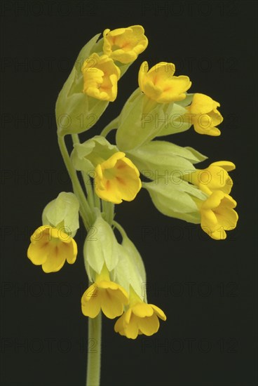 Common cowslip (Primula officinalis), cowslip, apothecary primrose, medicinal plant, flowers