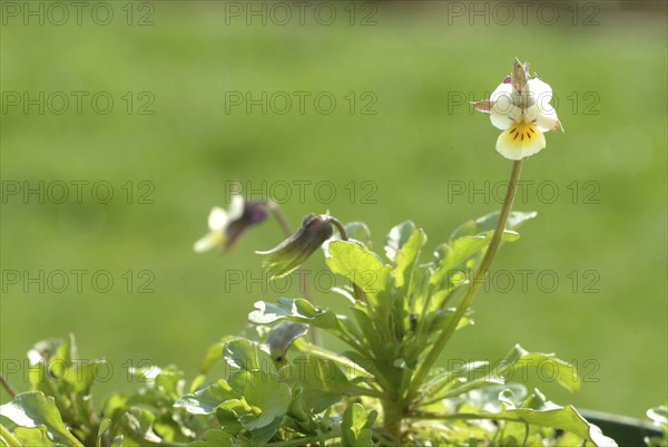 Field heartsease (Viola tricolor), medicinal plant, herb, wild plant, medicinal use