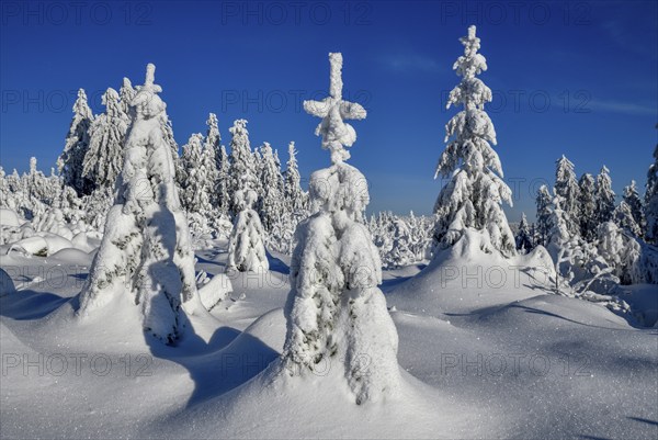 Snowy winter landscape near the Vogelskopf, near Baiersbronn, county Freudenstadt, Black Forest,
