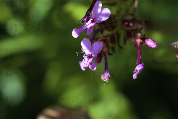 (Fedia Cornucopiae), macro, flower, Zingaro, national park, nature reserve, northwest, Sicily,