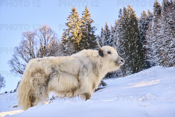 Domestic yak (Bos grunniens) on a snowy meadow in the mountains in tirol, Kitzbühel, Wildpark