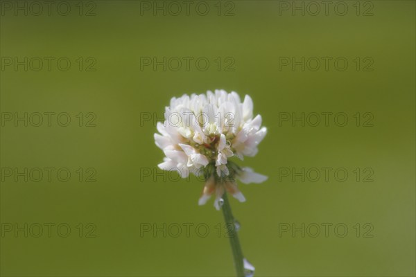 White clover (Trifolium repens), single flower, with water drop, North Rhine-Westphalia, Germany,