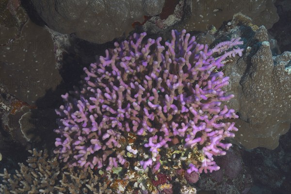 Griffon coral (Stylophora pistillata), Sataya Reef dive site, Red Sea, Egypt, Africa