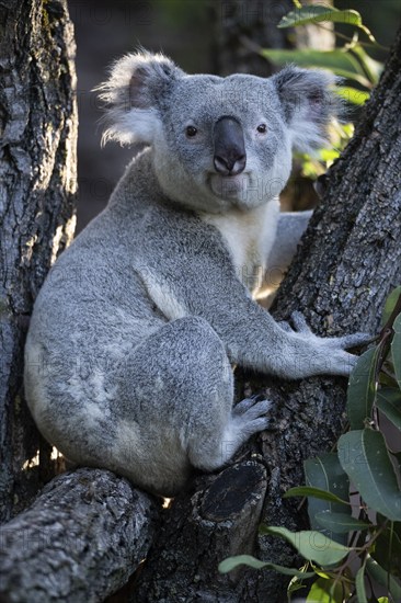 Koala (Phascolarctos cinereus), on tree trunk, captive, Baden-Württemberg, Germany, Europe
