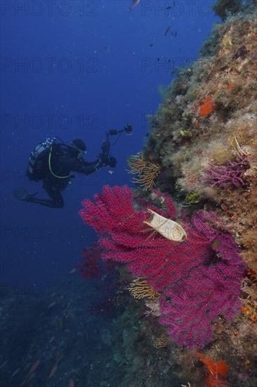 Egg capsule of nursehound (Scyliorhinus stellaris) on violescent sea-whip (Paramuricea clavata)