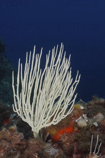 White gorgonian (Eunicella singularis) in the Mediterranean Sea near Hyères. Dive site Giens