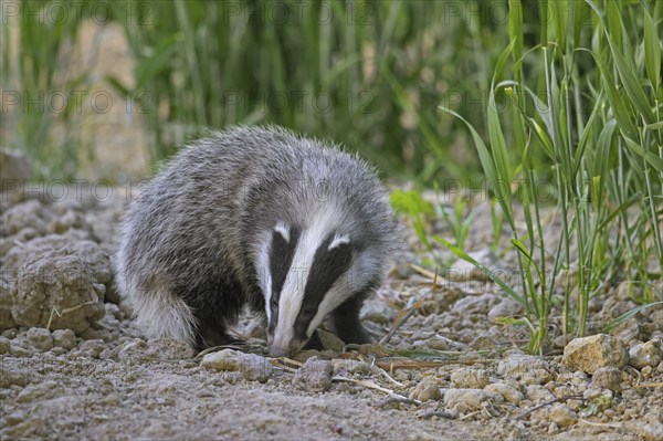 Young European badger (Meles meles) juvenile sniffing the earth for earthworms and insects in