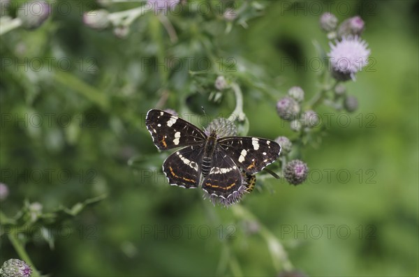 Map butterfly (Araschnia levana), butterfly, 2nd generation, open wings, thistle, The land carder