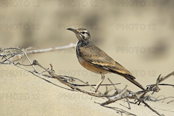 Greater hoopoe-lark (Alaemon alaudipes boavistae) native to desert and semi-desert regions of the