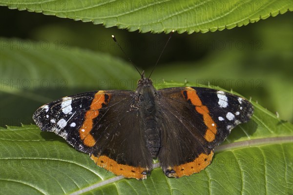 Red Admiral (Vanessa atalanta) butterfly on leaf