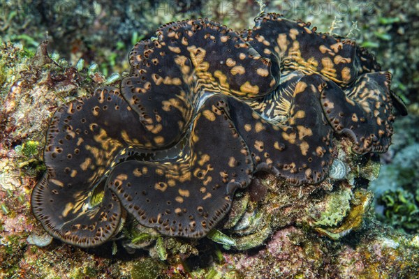 Close-up of giant clam (Tridacna maxima) with open shell mantle and patterned mantle tissue with