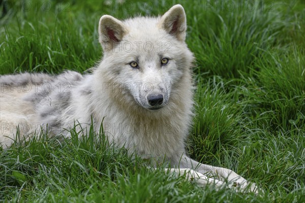 Arctic wolf (Canis lupus arctos), animal portrait, lying, Parc Animalier de Sainte-Croix, Natural