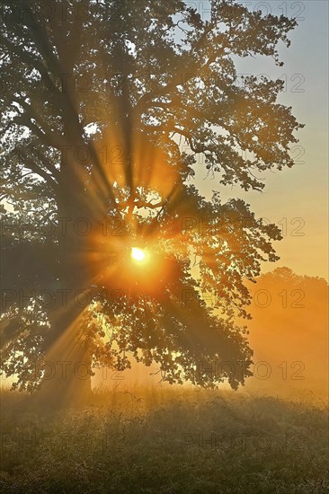 Sunrise, floodplain meadows, floodplain landscape on the Middle Elbe, morning mist, fog, sunrays,