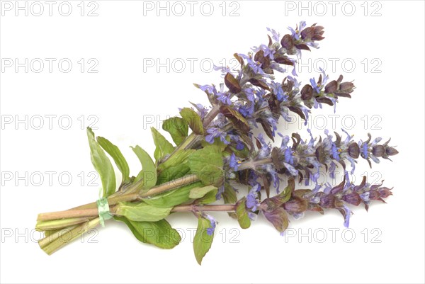 Blue bugles (Ajuga reptans), also known as guilder's goutweed, medicinal plant, infusion of dried