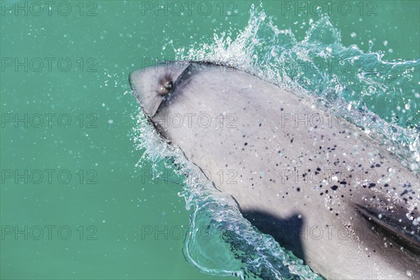 Hector-Delphin (Cephalorhychus hectori), Bootsfahrt, Akaroa, Banks-Halbinsel, Canterbury,