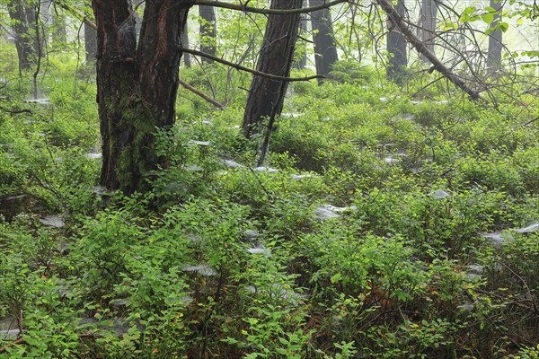 Blueberry bushes (Vaccinium myrtillus), pine, pine family (Pinaceae), spider webs, forest,