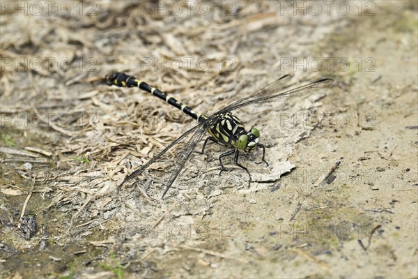 Green-eyed hook-tailed dragonfly (Onychogomphus forcipatus), on the ground, Canton Aargau,