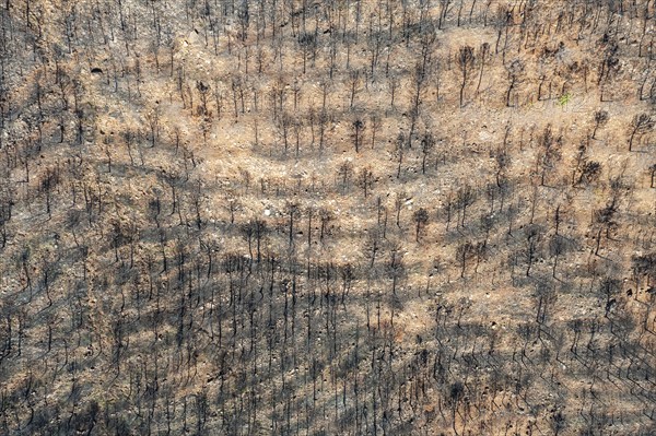 Burned Stone or Umbrella Pines (Pinus pinea) after a forest fire, aerial view, drone shot, Sierra