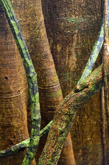 Structure, pattern, deposits, patina, art, nature, nature art on tropical tree, rainforest,