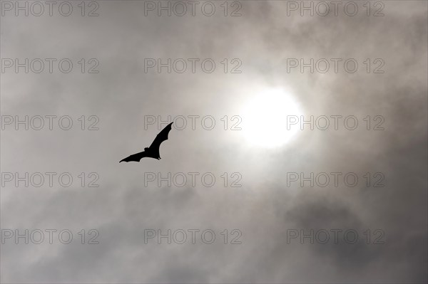 Megabats, flying fox (Pteropodidae), bat, fauna, scary, vampire, horror, film, horror film, about