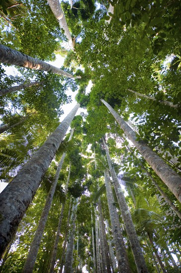 Kauri (Agathis australis), rainforest, forest, tree, tropics, tropical, Paronella Park, Innisfail,