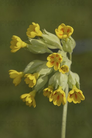 Cowslip (Primula veris)