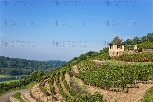 Not far from the Boselspitze, leaning towards the Elbe, is the vineyard known as the Rote Presse .