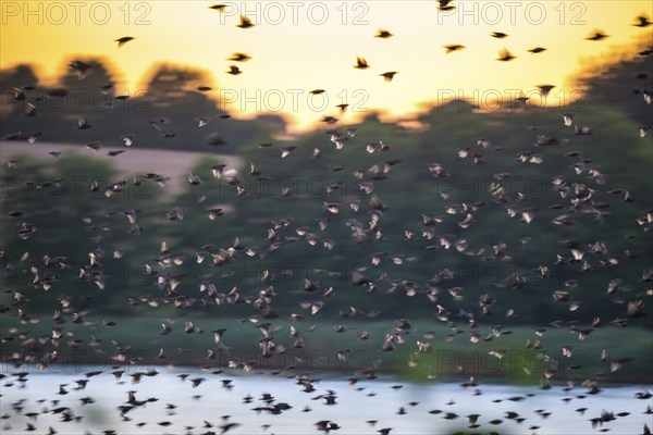 A flock of starlings or common starlings (Sturnus vulgaris) flies over the water of the Schlei to