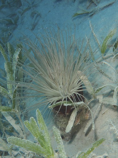 Tube-dwelling anemone (Cerianthus), Dive Site House Reef, Mangrove Bay, El Quesir, Red Sea, Egypt,