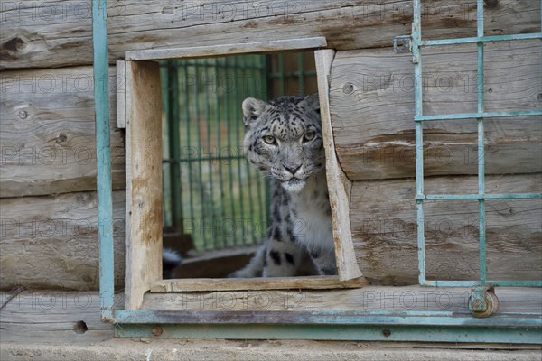 Snow leopard (Panthera uncia), captive, reception station of the German Nature Conservation