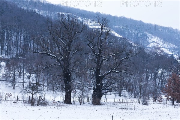 Natural monument oak trees on Schöpsdamm