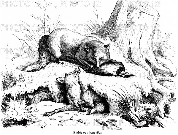 Two foxes in front of the den, Hubertus hunting and hunting scenes, wild animals, cave, tree stump,