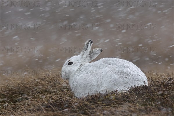 Mountain hare (Lepus timidus), Alpine hare, snow hare in white winter pelage resting in moorland,