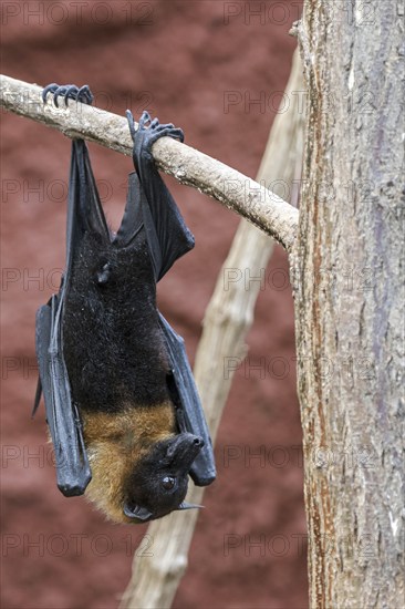 Lyle's flying fox (Pteropus lylei) native to Cambodia, Thailand and Vietnam hanging upside down