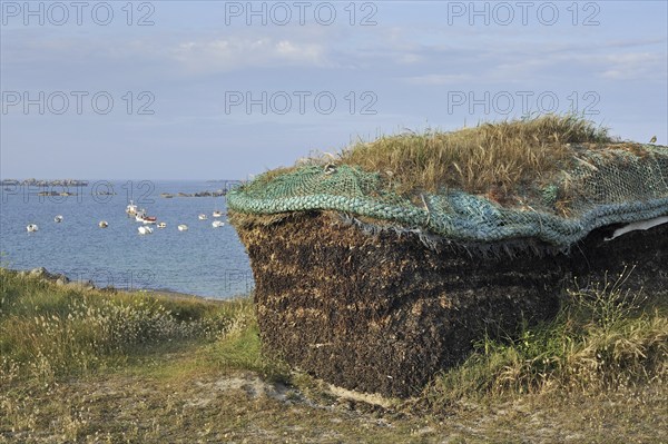 Pile of harvested seaweed, drying to gain soda for the production of iodine, Menez Ham, Brittany,