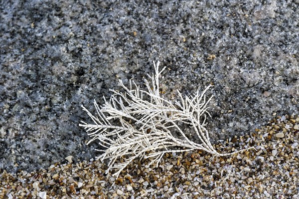 Common Coral Weed, Coralweed (Corallina officinalis) washed ashore on beach
