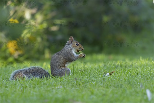 Grey squirrel (Sciurus carolinensis) adult animal feeding on a hazelnut on a garden lawn, Suffolk,