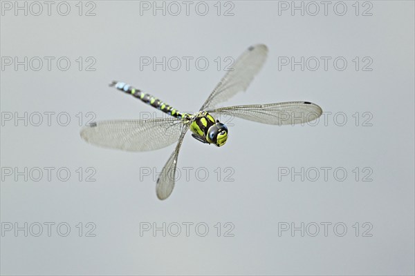 Emperor dragonfly (Anax imperator), in flight, Selger Moor, Canton Zurich, Switzerland, Europe