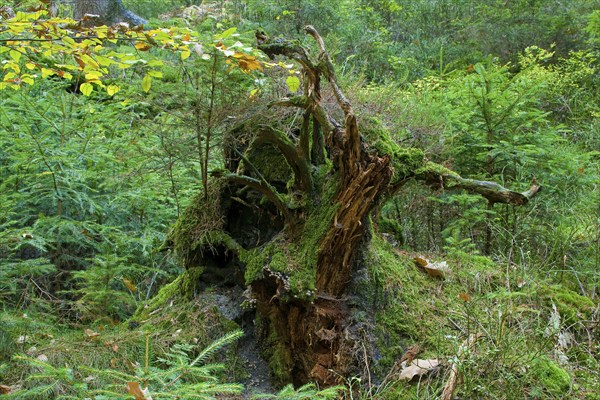 Schrammstein area in Saxon Switzerland
