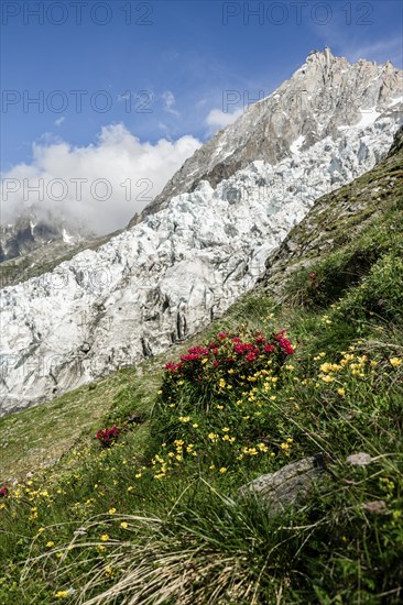 Alpine flowers in front of glacier Glacier des Bossons, behind summit of Aiguille du Midi,